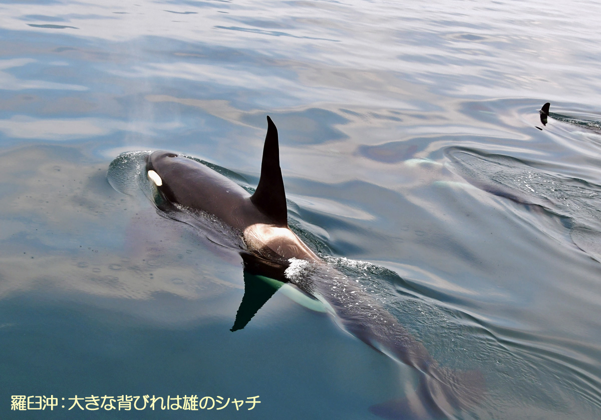 羅臼沖，シャチ