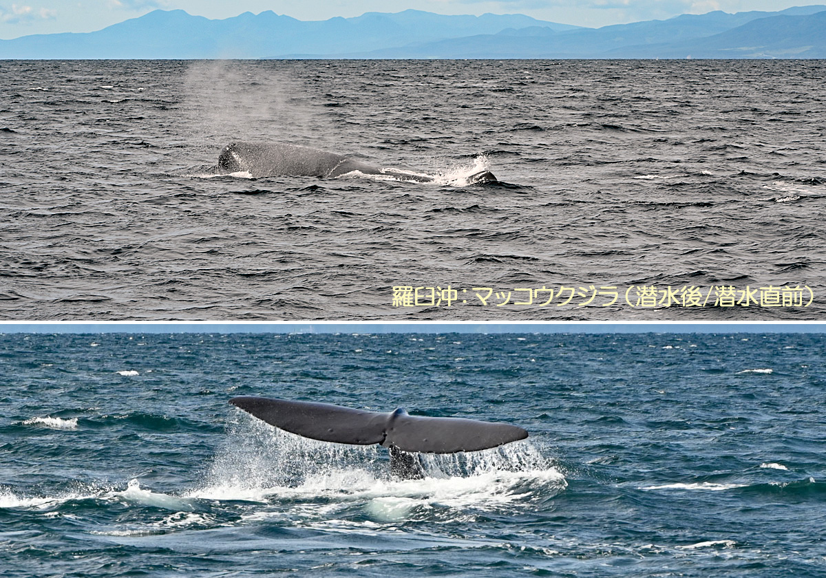 羅臼沖，マッコウクジラ