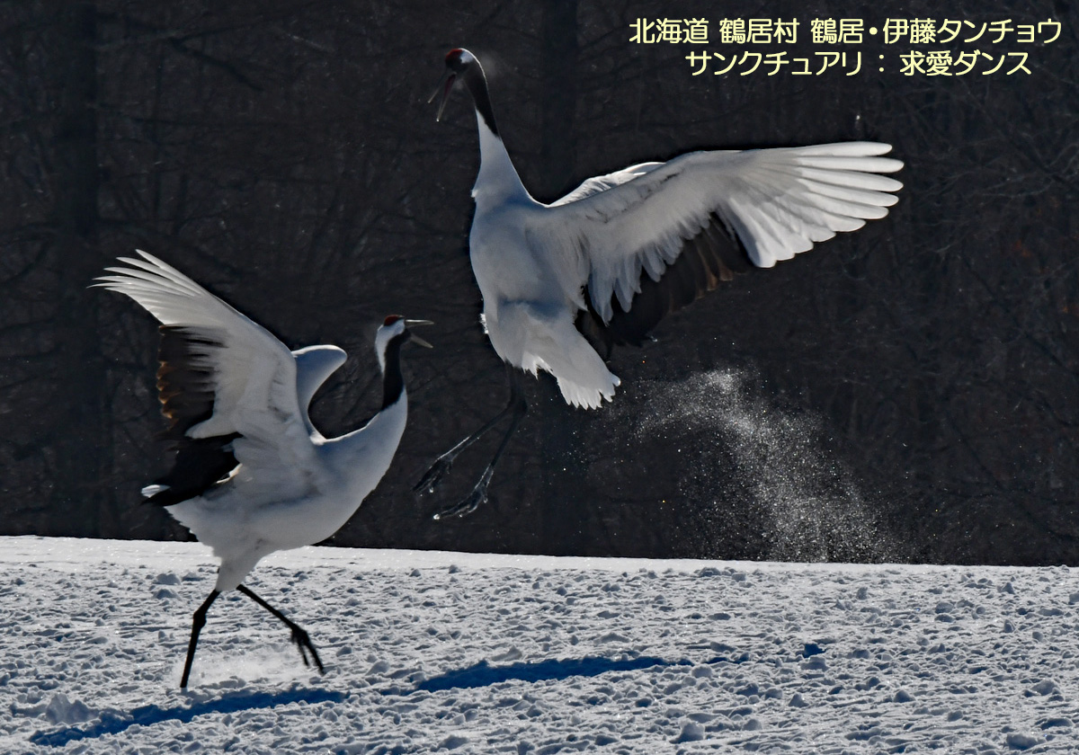 鶴居村，タンチョウ