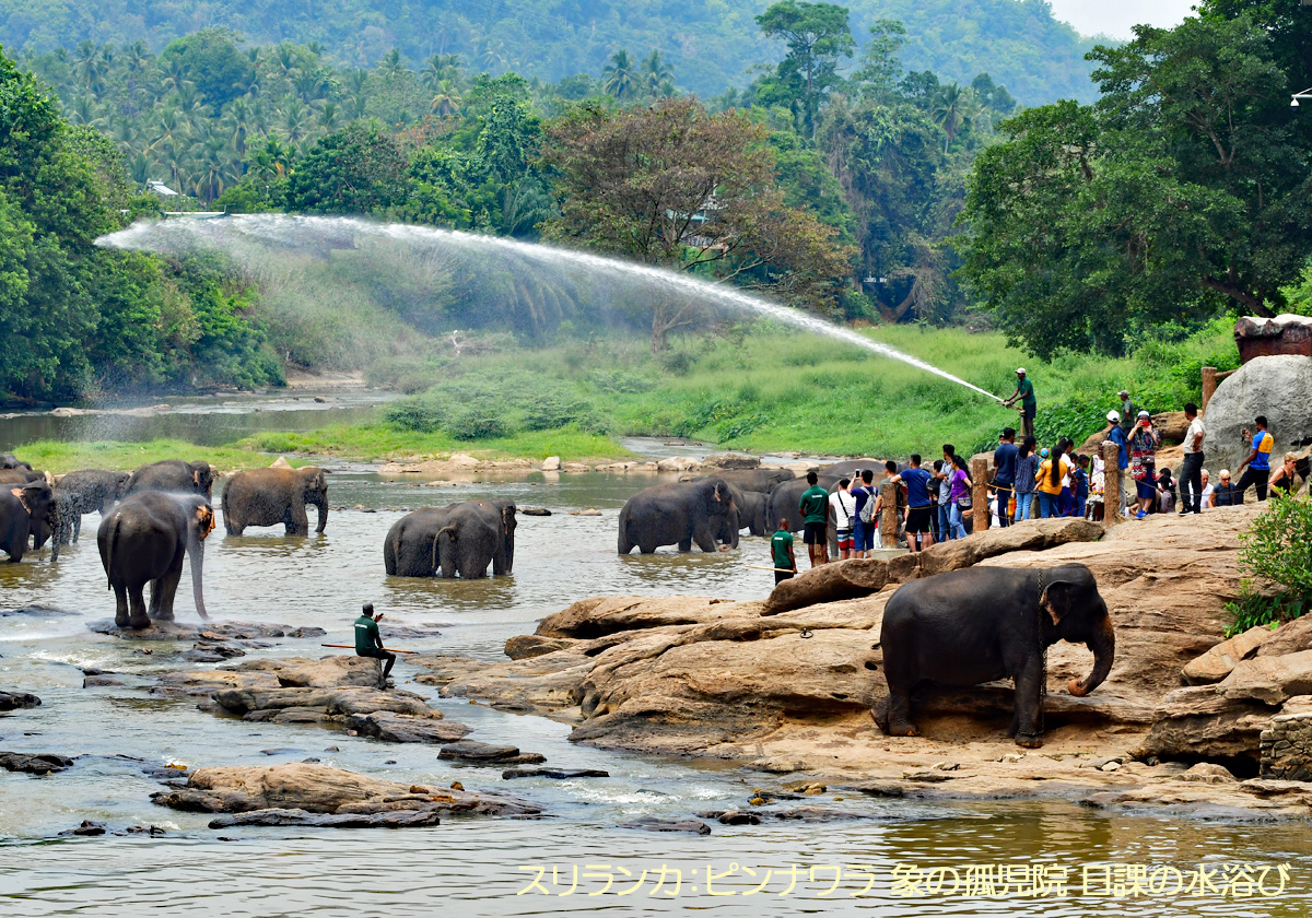 ピンナワラ象の孤児院