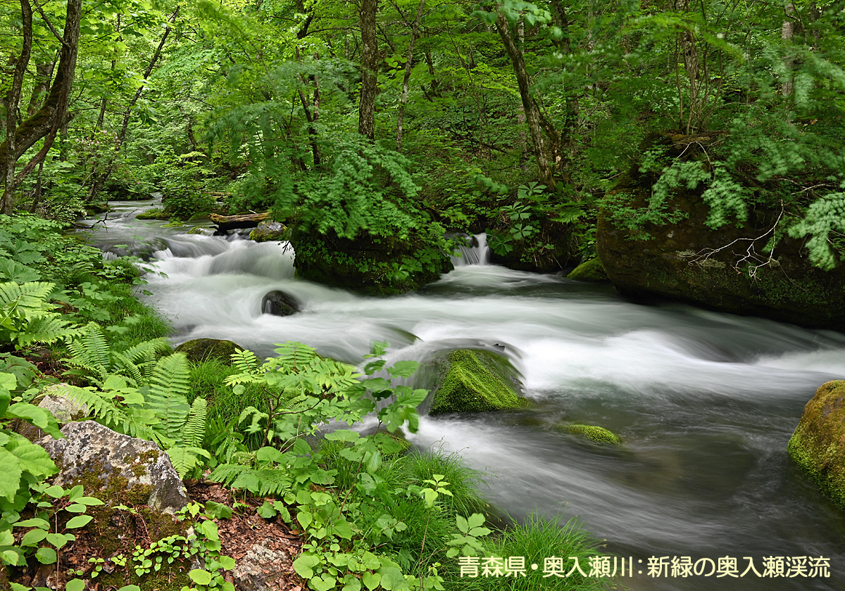 奥入瀬渓流